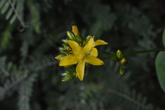 Hypericum montanum