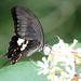 Red Helen Swallowtail - Photo (c) harum.koh, some rights reserved (CC BY-NC-SA), uploaded by harum.koh