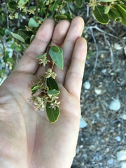 Quercus vacciniifolia