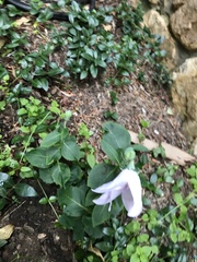 Platycodon