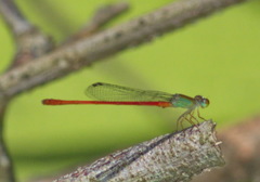 Ceriagrion chaoi