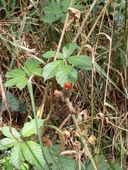 Coccinella septempunctata