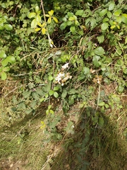 Rubus fruticosus
