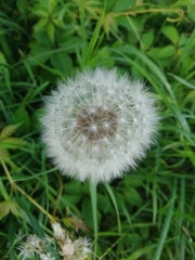 Taraxacum officinale