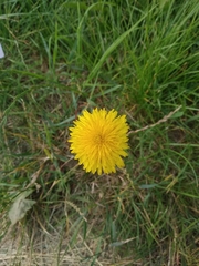 Taraxacum officinale