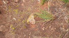 Bupleurum rigidum paniculatum