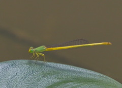 Ceriagrion indochinense