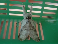 Calliteara horsfieldii