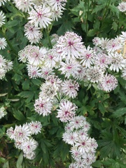 Astrantia