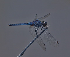Indothemis carnatica