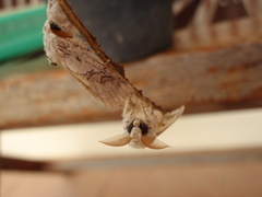 Calliteara horsfieldii