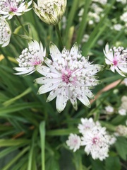 Astrantia major