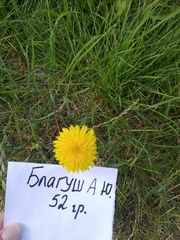 Taraxacum officinale