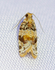 Argyrotaenia kimballi