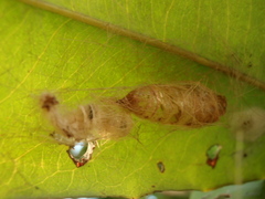 Calliteara horsfieldii