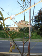 Calliteara horsfieldii