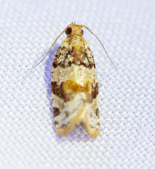 Argyrotaenia kimballi
