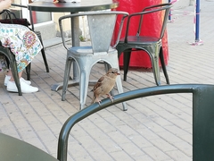 Passer domesticus