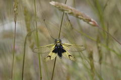 Libelloides longicornis