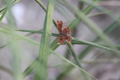 Riodinidae