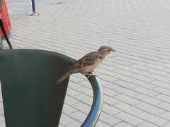 Passer domesticus