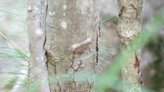 Parallelia bistriaris