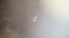 Gracillaria syringella