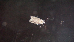 Acleris ptychogrammos
