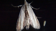 Cucullia convexipennis