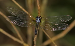 Cratilla lineata