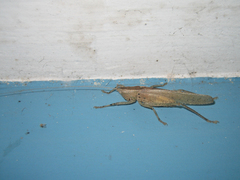 Palaeoagraecia