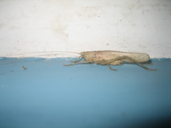 Palaeoagraecia