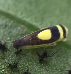 Colladonus clitellarius