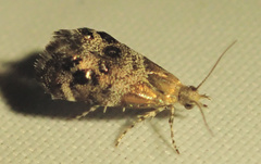 Tebenna micalis