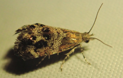 Tebenna micalis