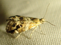 Tebenna micalis