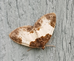 Mesoleuca albicillata