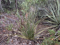 Nolina microcarpa