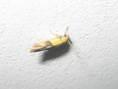 Stathmopoda auriferella