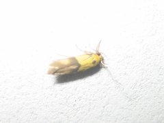 Stathmopoda auriferella