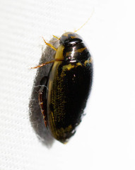 Thermonectus basillaris