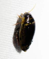 Thermonectus basillaris