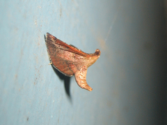 Endotricha theonalis