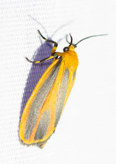 Hypoprepia miniata