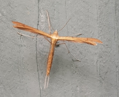 Stenoptilia pterodactyla