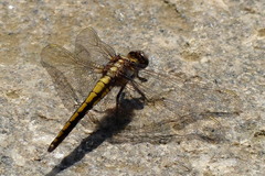 Orthetrum japonicum
