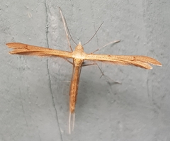 Stenoptilia pterodactyla
