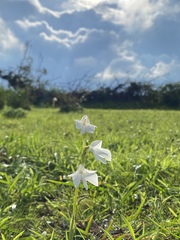 Habenaria suaveolens