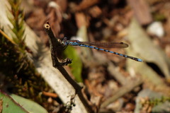 Indolestes peregrinus