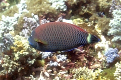 Pseudodax moluccanus
